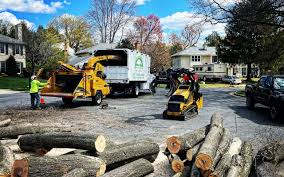 Best Hazardous Tree Removal  in South Run, VA