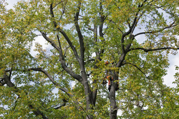 Best Tree Disease Treatment  in South Run, VA